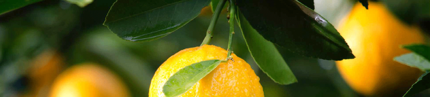 Imagem da página valor